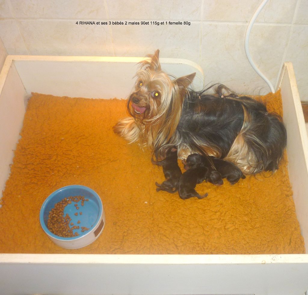 des Nuits De Nacre - Chiot disponible  - Yorkshire Terrier