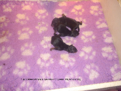 des Nuits De Nacre - Yorkshire Terrier - Portée née le 08/04/2023