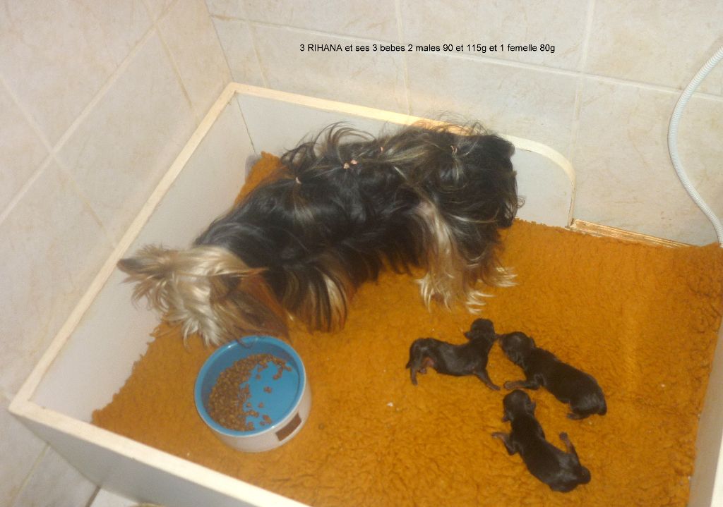 des Nuits De Nacre - Chiot disponible  - Yorkshire Terrier