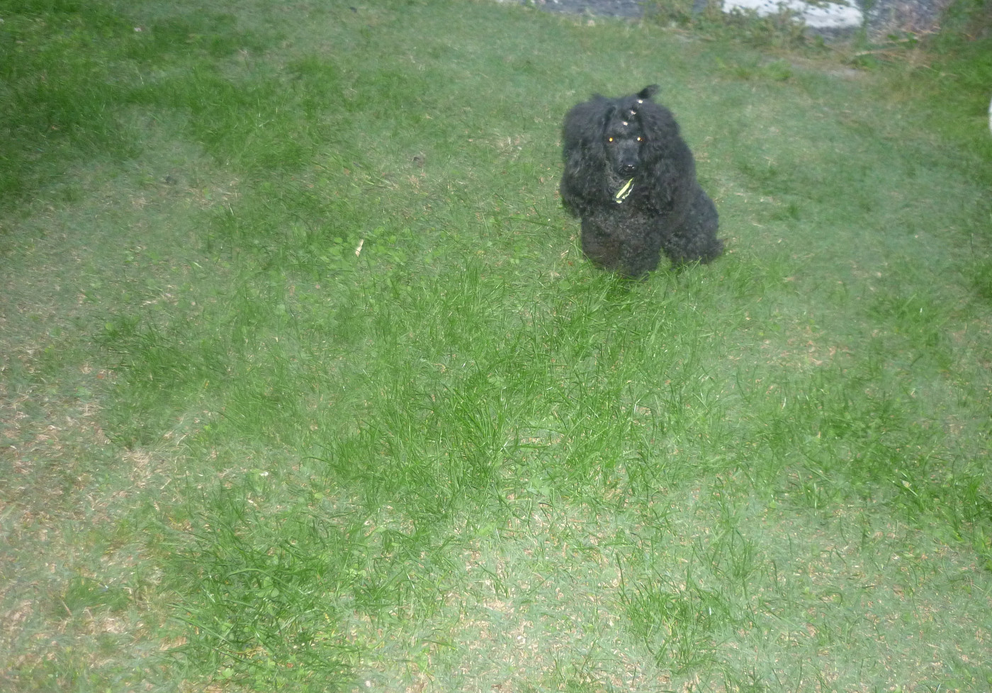 Pepito dit PRIAM pepito dit priam de l'orient celeste