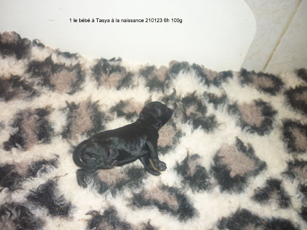CHIOT 1