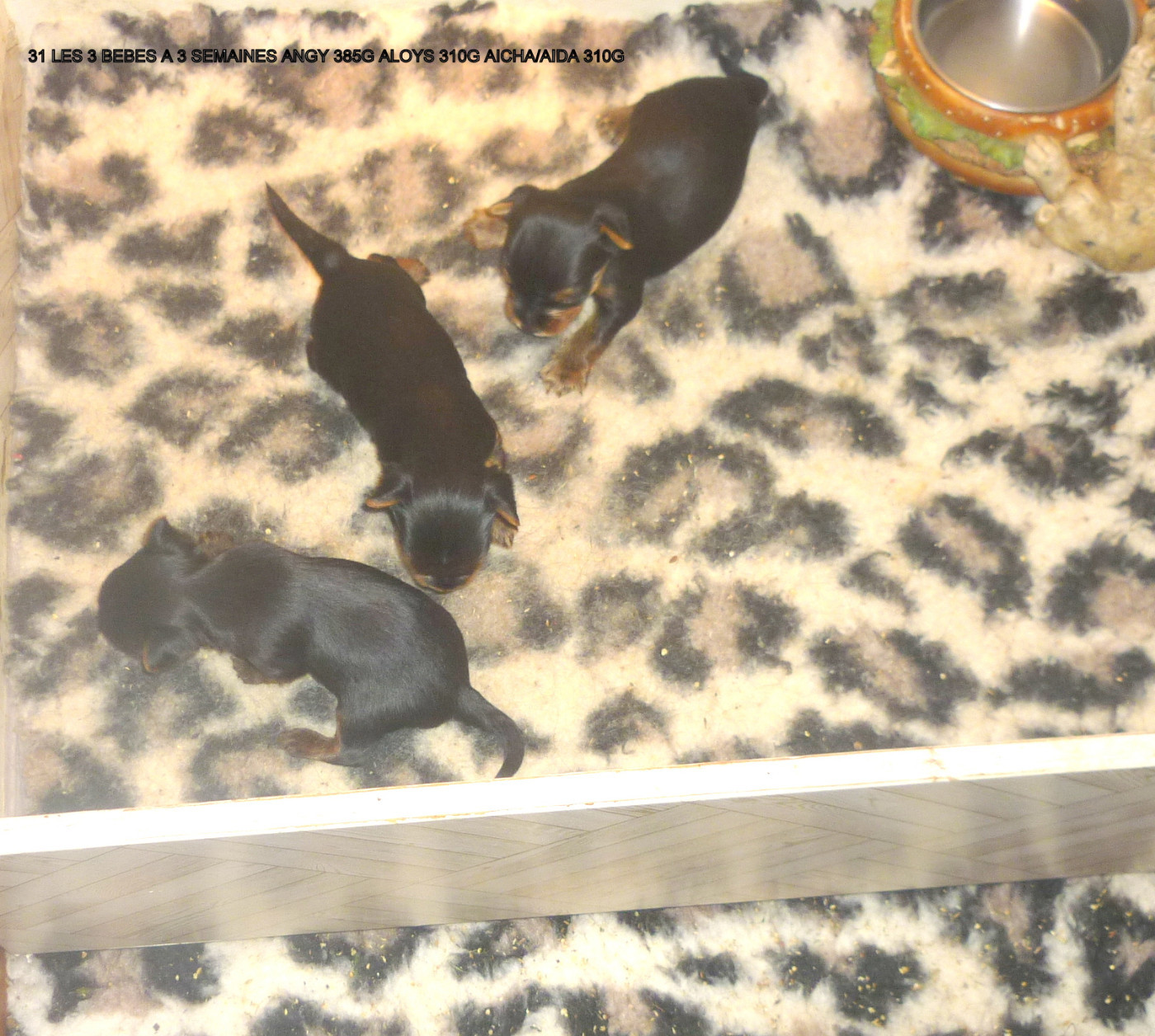 des Nuits De Nacre - Chiots disponibles - Yorkshire Terrier