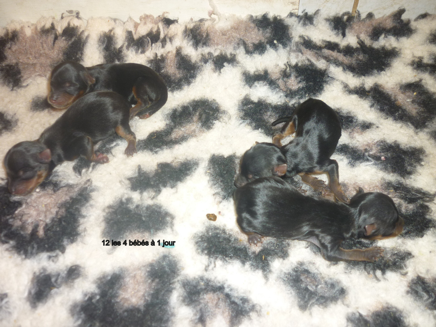 des Nuits De Nacre - Chiots disponibles - Yorkshire Terrier