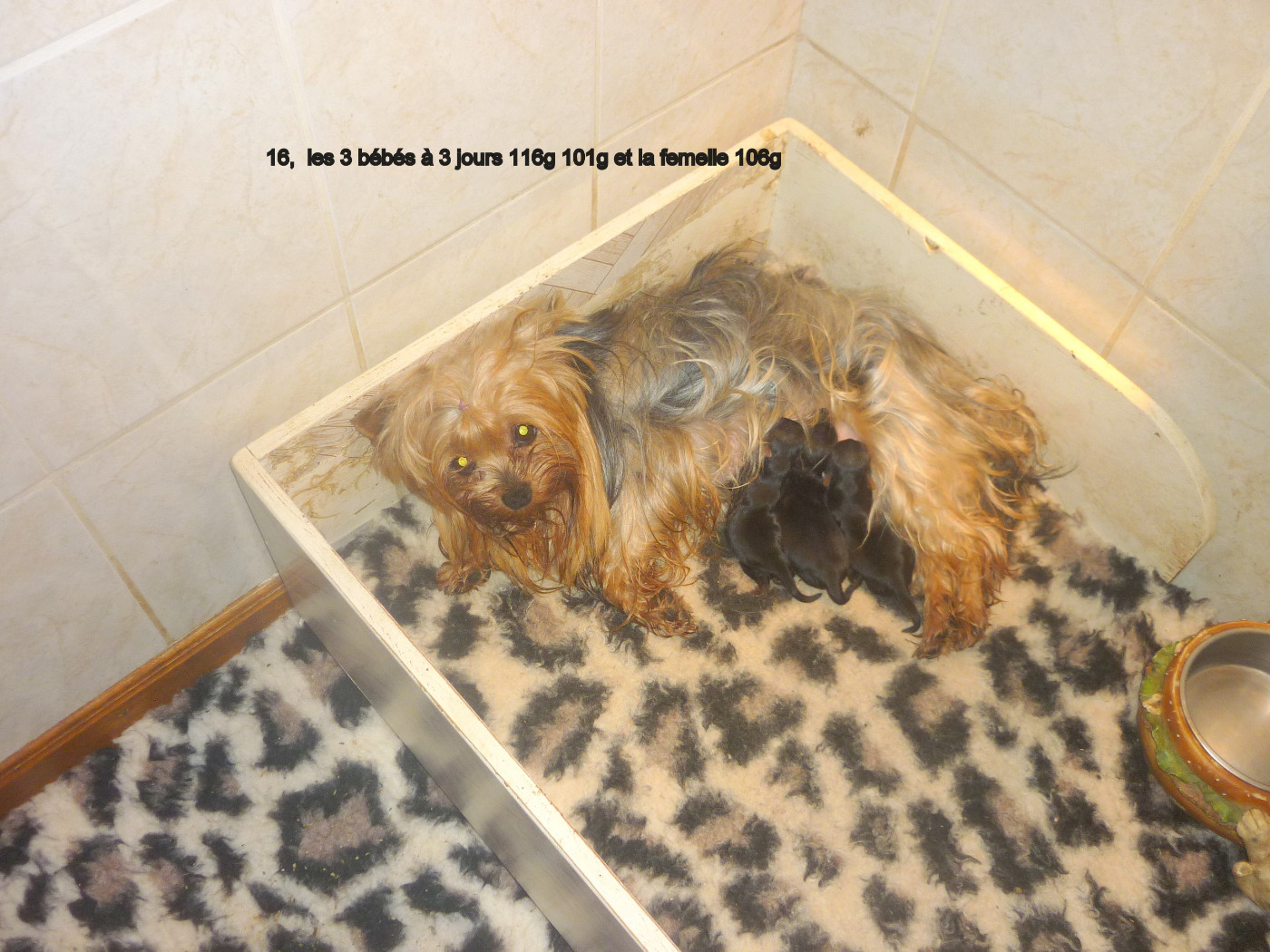 des Nuits De Nacre - Chiots disponibles - Yorkshire Terrier