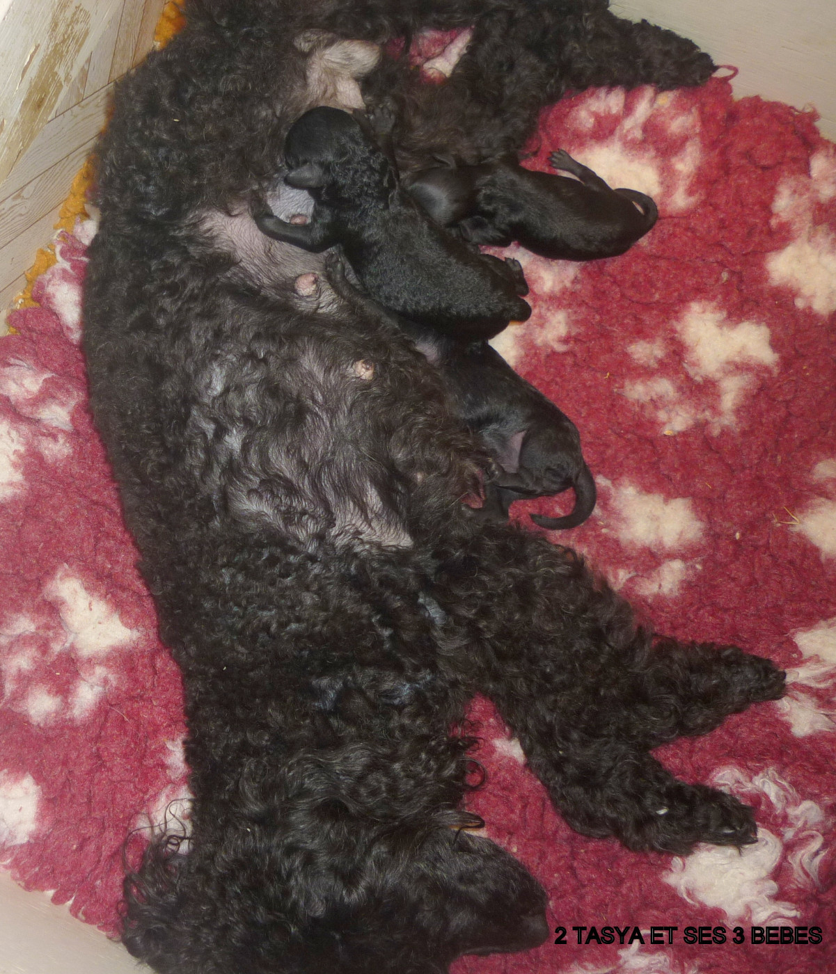 Chiot Caniche des Nuits De Nacre