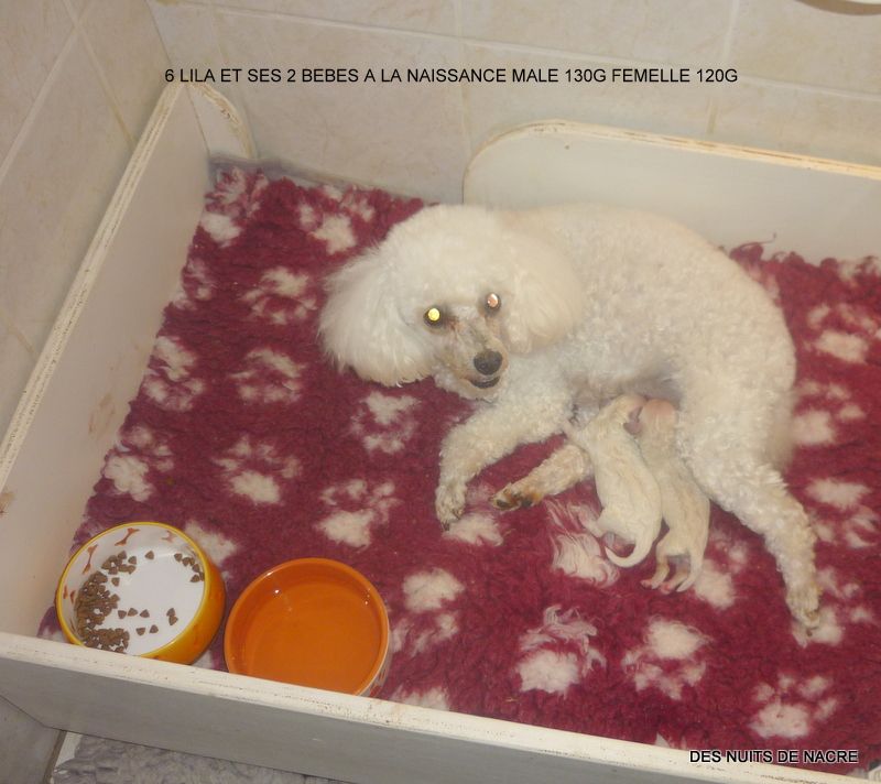 Chiot Caniche des Nuits De Nacre
