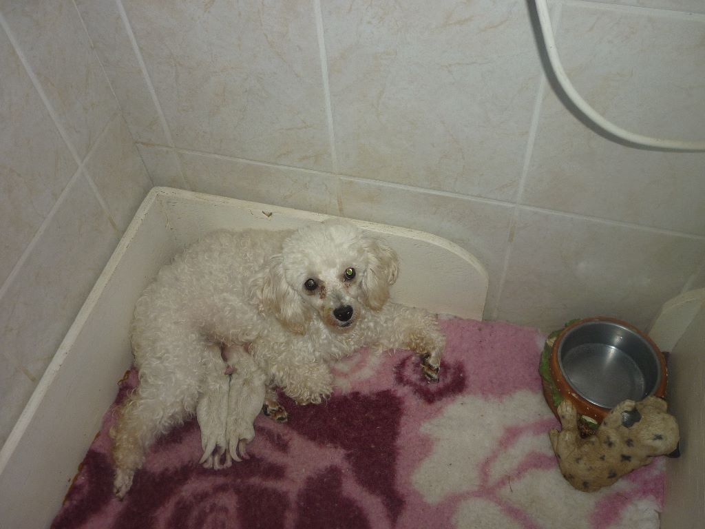 Chiot Caniche des Nuits De Nacre