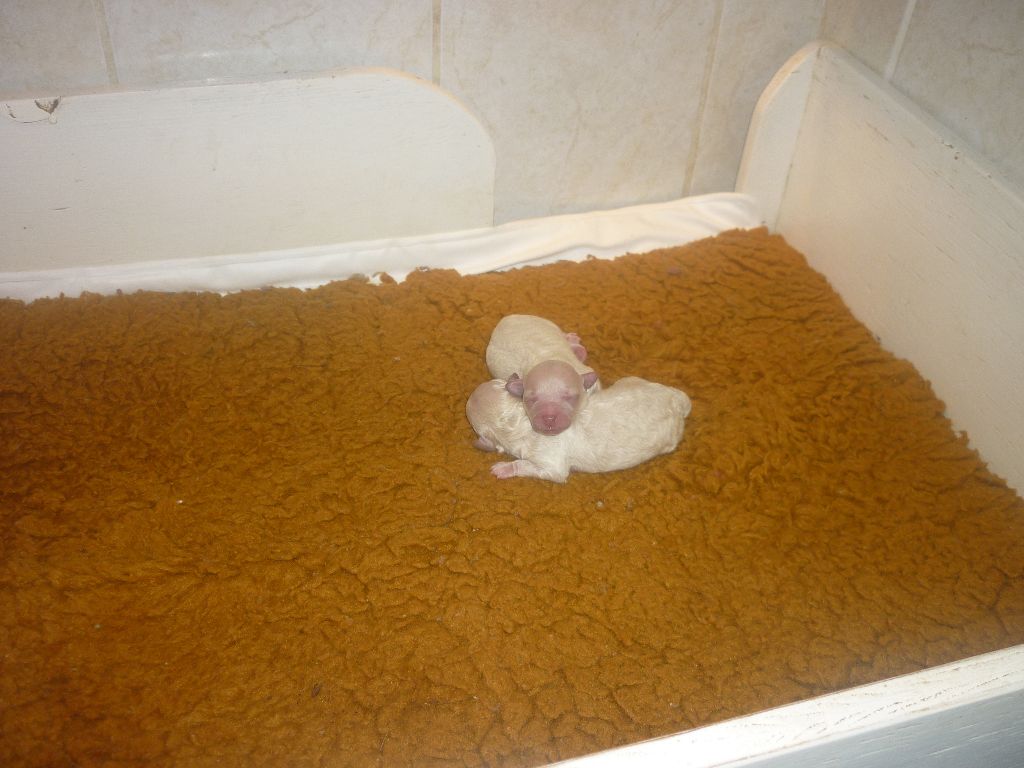 Chiot Caniche des Nuits De Nacre